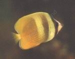 Chaetodon kleini