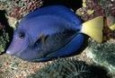 Zebrasoma xanthurum
