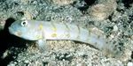 Valencienna puellaris