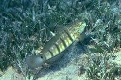 Amblygobius phalaena