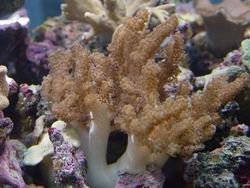 Cladiella sp.