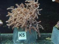 capnella sp.