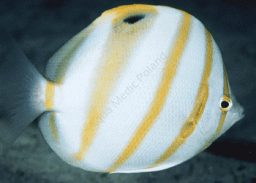 Parachaetodon ocellatus