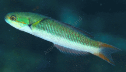 Thalassoma amblycephalum